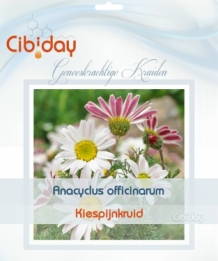 Kiespijnkruid - Anacyclus officinarum