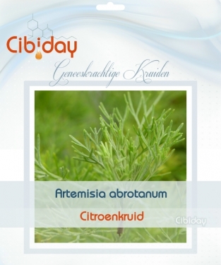 Citroenkruid - Artemisia abrotanum