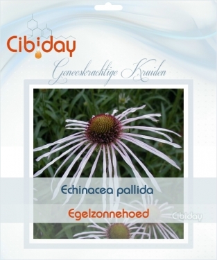 Echinacea pallida