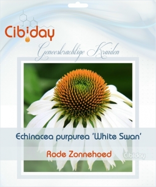 Echinacea purpurea White Swan