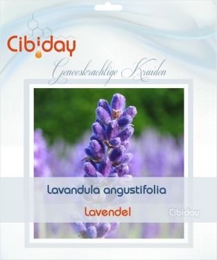 Lavendel - Lavandula angustifolia