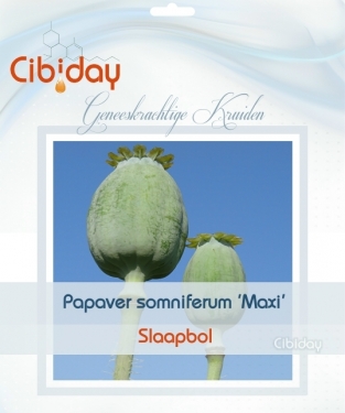 Slaapbol - Papaver somniferum - Geneeskrachtig