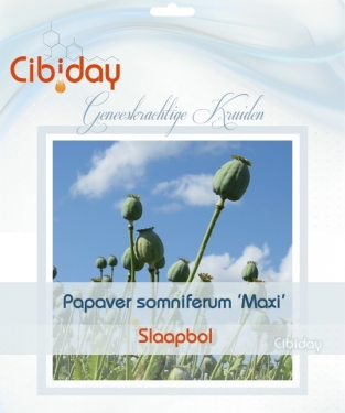 Slaapbol - Papaver somniferum - Geneeskruid