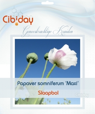 Slaapbol - Papaver somniferum zaden